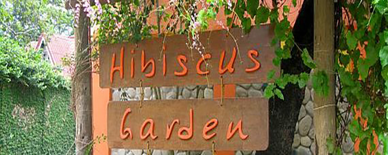 Hibicus Garden 